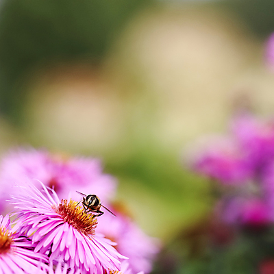 포토 JPG 해외이미지 식물 계절 꽃잎 꽃 야생동물 분홍색 곤충 백그라운드 꽃무늬 밭 자연 휴가 사람없음 야외 초록색 컬러풀 정원 보라색 성장 벚꽃 신선 개화 9월 제비꽃 원예 데이지 화단 꽃가루 라일락 10월 내추럴 해외포토 동물 컬러 무늬 농업 취미 날짜 가루 생태계 파일형식 이미지허브