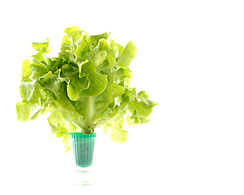 포토 JPG 해외이미지 식물 음식 백그라운드 잎 농업 다이어트 채소 재료 자연 건강 사람없음 빨간색 초록색 여름 봄 샐러드 흰색 신선 상추 먹기 유기농 날것 내추럴 고립 채식주의자 해외포토 웰빙 계절 산업 컬러 모션 생태계 채식 파일형식 이미지허브