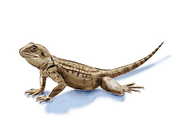 포토 JPG 해외이미지 동물 야생동물 일러스트 파충류 자연 생물 산 동물원 양서류 그림자 미술 동양인 사람없음 그래픽 반려동물 컬러풀 갈색 페인트 흰색 용 스케치 디지털합성 꼬리 도마뱀 손그림 이구아나 마법 고립 동물상 발톱 이국적 현실 해외일러스트 컬러 발 문화예술 인종 조형물 생태계 파일형식 이미지허브