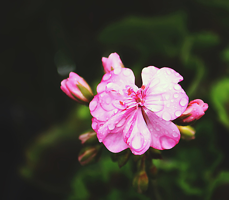 포토 JPG 해외이미지 식물 전통 외관 계절 공원 꽃잎 꽃 유럽 줄기 분홍색 백그라운드 잎 꽃무늬 자연 그림자 사람없음 야외 장식 가로 초록색 여름 빛 햇빛 뷰티 활발 성장 벚꽃 전원 신선 도시 화려 개화 냄비 복고 향기 장면 옛날 잘츠부르크 제라늄 해외포토 공공시설 나라 컬러 컨셉 무늬 태양 오스트리아 전기에너지 솥 생태계 냄새 파일형식 이미지허브