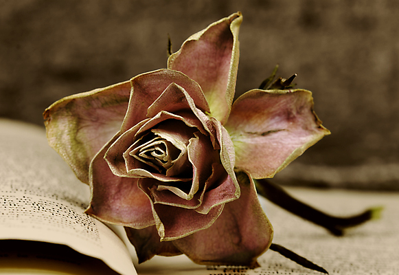 포토 JPG 해외이미지 1 꽃 종이 분홍색 백그라운드 꽃무늬 사랑 사람없음 책 장미 수확 벚꽃 판넬 싱글 문서 페이지 시들음 옛날 해외포토 식물 감정 컬러 무늬 농업 파일형식 이미지허브