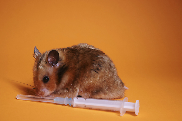 포토 JPG 해외이미지 주사기 사람없음 반려동물 설치류 햄스터 주황색배경 해외포토 동물 백그라운드 의료기기 주황색 파일형식 이미지허브