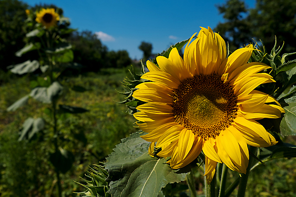 포토 JPG 해외이미지 주간 나무 줄기 잎 자연 해바라기 사람없음 야외 아웃포커스 숲 꽃봉오리 해외포토 자연요소 식물 꽃 촬영기법 생태계 파일형식 이미지허브