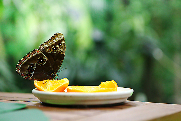포토 JPG 해외이미지 식물 동물 계절 공원 꽃잎 야생동물 음식 줄기 나비 곤충 백그라운드 잎 꽃무늬 신체 날개 오렌지 과일 자연 수박 동물원 사람없음 야외 초록색 여름 컬러풀 햇빛 뷰티 노란색 정원 닫기 벌레 보호 먹기 원예 내추럴 꽃수술 동물상 수유 해외포토 공공시설 꽃 컬러 컨셉 무늬 모션 취미 태양 조형물 생태계 파일형식 이미지허브