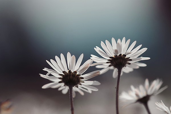 포토 JPG 해외이미지 식물 꽃 꽃무늬 밭 벽지 불꽃 초원 사람없음 야외 초록색 여름 빛 햇빛 뷰티 환경 봄 공백 성장 벚꽃 흰색 인사 생일 개화 순수 원예 데이지 엽서 장면 결백 카피스페이스 정확 해외포토 계절 기념일 컬러 컨셉 무늬 농업 불 취미 태양 예절 편지 파일형식 이미지허브