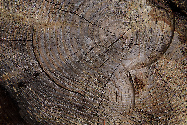 포토 JPG 해외이미지 모양 나무 식물 디자인 선 조각 백그라운드 십자가 패턴 부분 자연 표면 사람없음 목재 갈색 반지 소나무 원형 거친 균열 숲 장작 자르기 천 묘사 유기농 질감 통나무 나무껍질 잡동사니 내추럴 고립 골절 그런지 수목 옛날 노화 해외포토 도형 웰빙 컬러 컨셉 무늬 재료 장신구 의학 모션 껍질 직물 생태계 파일형식 이미지허브