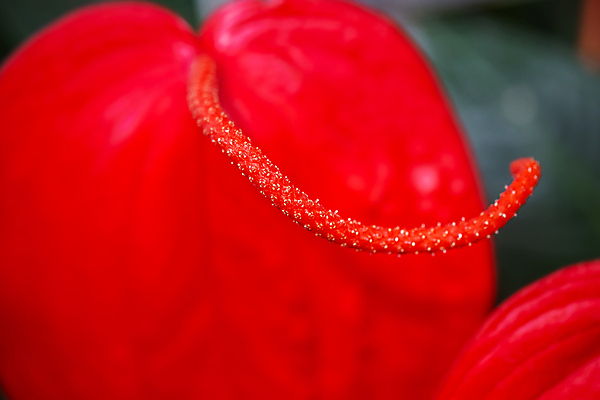 포토 JPG 해외이미지 식물 꽃잎 꽃 백그라운드 자연 추상 사람없음 가로 빨간색 컬러풀 뷰티 활발 들꽃 벚꽃 꽃술 오르간 전기에너지 소프트포커스 내추럴 꽃수술 필라멘트 해외포토 컬러 컨셉 무늬 촬영기법 에너지 건반악기 생태계 파일형식 이미지허브