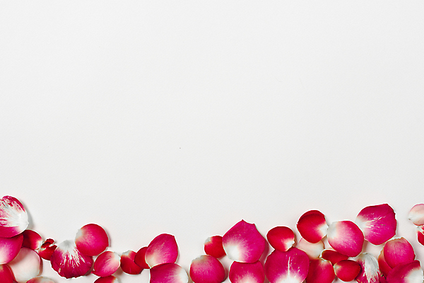 포토 JPG 해외이미지 꽃잎 실내 사람없음 하이앵글 장미 흰배경 카피스페이스 해외포토 꽃 뷰포인트 백그라운드 내부 공백 흰색 파일형식 이미지허브