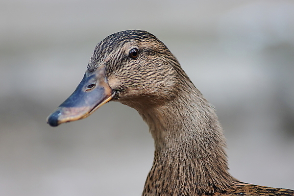 포토 JPG 해외이미지 동물 공원 여자 호수 야생동물 백그라운드 날개 자연 조류 오리 사람없음 야외 초록색 물 파란색 강 컬러풀 농장 반사 갈색 머리 환경 검은색 흰색 연못 닫기 깃털 부리 물새 청둥오리 내추럴 동물상 해외포토 자연요소 공공시설 컬러 농업 모션 사람 신체부위 조형물 생태계 파일형식 이미지허브