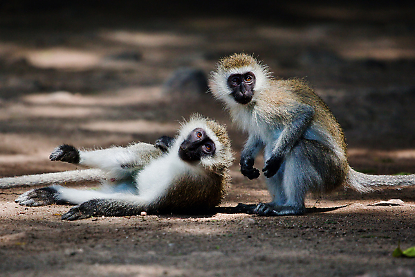 포토 JPG 해외이미지 동물 공원 야생동물 2 포유류 아프리카 자연 생물 앉기 사람없음 흰색 원숭이 사파리 케냐 유인원 전국 해외포토 공공시설 나라 컬러 모션 생태계 파일형식 이미지허브