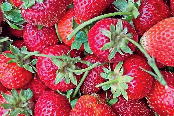 EPS 해외이미지 열매 음식 조각 백그라운드 잎 다이어트 과일 일러스트 재료 자연 딸기 디저트 건강 빨간색 초록색 여름 빛 세트 주스 흰색 신선 그룹 달콤 맛 자르기 오브젝트 상쾌 유기농 날것 비타민 덩어리 내추럴 고립 숙성 채식주의자 맛있는 해외일러스트 식물 웰빙 계절 감정 음료 컬러 컨셉 모션 생태계 채식 영양소 파일형식 벡터 이미지허브