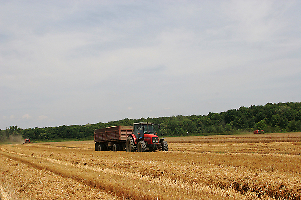포토 JPG 해외이미지 식물 음식 빵 줄기 밭 농업 휴가 옥수수 씨앗 풍경 사람없음 농작물 농장 농경지 노란색 기계 수확 성장 시골 업무 못 황금 결합 큼 낟알 자르기 시리얼 밀 귀 밀가루 무거움 밀짚 밭일 생태학 숙성 호밀 해외포토 교육 산업 컬러 모션 곡류 신체부위 공구 작업 무게 짚 크기 가루 파일형식 이미지허브