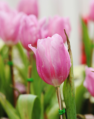 포토 JPG 해외이미지 식물 계절 꽃잎 꽃 분홍색 백그라운드 꽃무늬 밭 자연 사람없음 장식 초록색 컬러풀 뷰티 정원 보라색 봄 낭만 튤립 벚꽃 흰색 신선 개화 다발 원예 보케 내추럴 강렬 해외포토 컬러 컨셉 무늬 농업 취미 생태계 파일형식 이미지허브