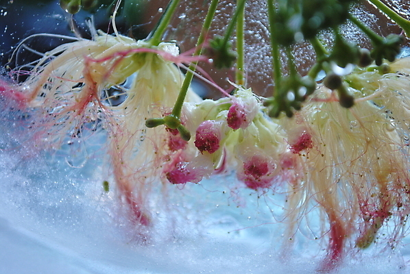 포토 JPG 해외이미지 식물 계절 꽃 백그라운드 잎 꽃무늬 자연 추상 아이디어 미술 사람없음 초록색 뷰티 냉동 얼음 흰색 만족 내추럴 해외포토 자연요소 감정 컬러 컨셉 무늬 문화예술 생태계 파일형식 이미지허브