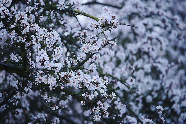 포토 JPG 해외이미지 나무 식물 꽃 백그라운드 밭 농업 과일 자연 하늘 사람없음 초록색 파란색 농장 정원 봄 벚꽃 흰색 나뭇가지 개화 과수원 캘리포니아 장면 아몬드 줄서기 해외포토 계절 산업 컬러 모션 미국 견과류 생태계 파일형식 이미지허브