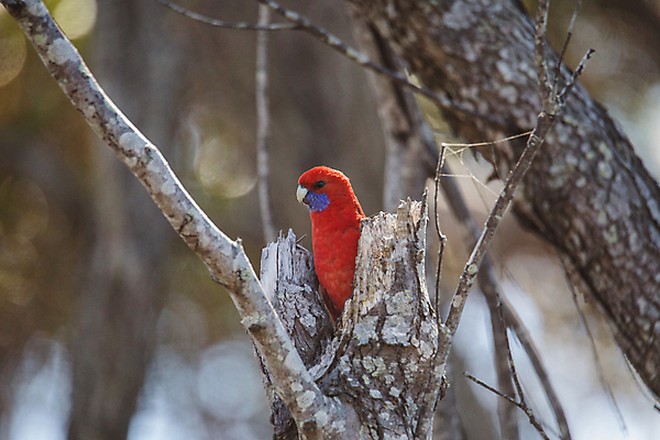 포토 JPG 해외이미지 동물 야생동물 어린이 2 청소년 자연 조류 수영장 국립공원 사람없음 빨간색 초록색 물 파란색 컬러풀 나뭇가지 호주 숲 깃털 부리 앵무새 진홍색 동물상 이국적 해외포토 자연요소 나무 공원 컬러 사람 조형물 오세아니아 생태계 파일형식 이미지허브