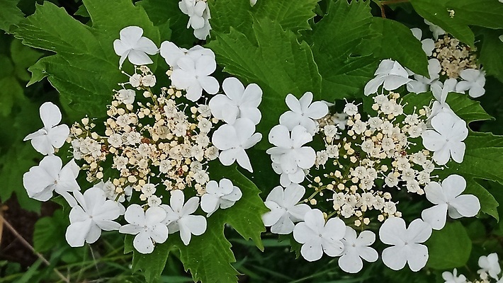 포토 JPG 해외이미지 나무 식물 계절 꽃잎 꽃 문화 잎 꽃무늬 농업 자연 사람없음 야외 장식 초록색 여름 태양 뷰티 약 정원 봄 성장 벚꽃 흰색 나뭇가지 꽃술 신선 개화 닫기 관목 묘사 원예 내추럴 해외포토 자연요소 산업 컬러 무늬 의학 모션 취미 생태계 파일형식 이미지허브