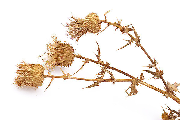 포토 JPG 해외이미지 계절 꽃 백그라운드 단풍 자연 건조 미술 사람없음 뷰티 가을 흰색 죽음 허브 내추럴 고립 해외포토 식물 컬러 잎 문화예술 생태계 파일형식 이미지허브