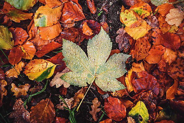 포토 JPG 해외이미지 나무 식물 계절 공원 백그라운드 단풍 잎 패턴 오렌지 자연 추상 건조 사람없음 야외 장식 빨간색 초록색 빛 컬러풀 햇빛 태양 뷰티 갈색 노란색 환경 정원 활발 젖음 황금 숲 이슬 9월 11월 유기농 질감 10월 내추럴 해외포토 자연요소 웰빙 공공시설 컬러 컨셉 무늬 과일 날짜 생태계 파일형식 이미지허브