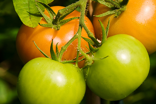 포토 JPG 해외이미지 식물 토마토 채소 사람없음 가로 빨간색 초록색 농작물 묘사 원예 건강식 숙성 해외포토 음식 컬러 농업 취미 파일형식 이미지허브