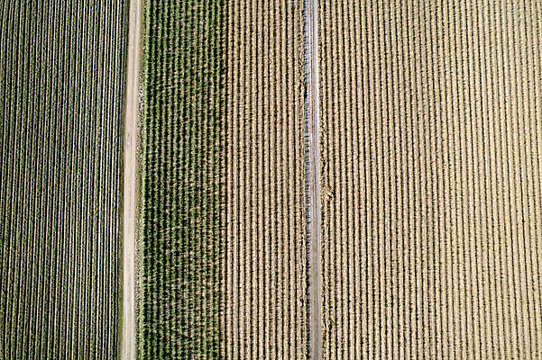 포토 JPG 해외이미지 식물 선 음식 줄기 패턴 밭 농업 자연 지팡이 추상 안테나 풍경 사람없음 야외 농작물 농장 흙 시골 달콤 호주 땅 설탕 질감 내추럴 대칭 드론 땅바닥 밭일 사탕수수 내려보기 해외포토 산업 무늬 통신 모션 바닥 오세아니아 맛 생태계 파일형식 이미지허브