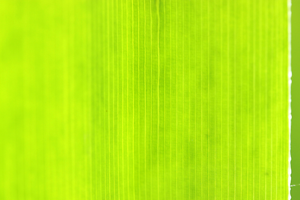 포토 JPG 해외이미지 나무 식물 줄기 백그라운드 잎 꽃무늬 패턴 자연 추상 사람없음 초록색 여름 빛 뷰티 환경 정원 봄 활발 성장 가을 투명 칼날 천 순수 유기농 원예 질감 생물학 지역 정맥 내추럴 진행 개발 광합성 해외포토 웰빙 계절 교육 꽃 컬러 컨셉 무늬 취미 직물 생태계 혈관 파일형식 이미지허브