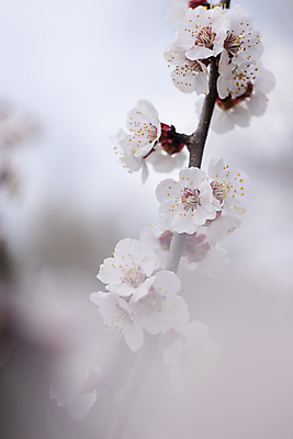 포토 JPG 해외이미지 나무 식물 계절 공원 꽃잎 꽃 유럽 분홍색 백그라운드 꽃무늬 과일 자연 사람없음 야외 뷰티 정원 봄 벚꽃 흰색 나뭇가지 개화 체리 숲 4월 자두 내추럴 우크라이나 해외포토 공공시설 나라 컬러 무늬 날짜 생태계 파일형식 이미지허브