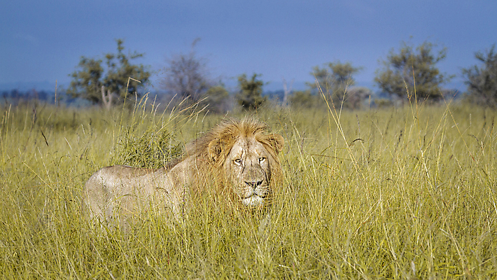 포토 JPG 해외이미지 동물 남자 야생동물 포유류 아프리카 자연 파노라마 국립공원 사람없음 고양이 황무지 보호 사자 사파리 육식동물 갈기 서식지 남아프리카 보츠와나 보호구역 사바나 해외포토 멸종위기종 공원 나라 컨셉 촬영기법 사람 반려동물 생태계 구역 파일형식 이미지허브