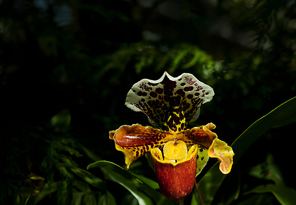 포토 JPG 해외이미지 식물 꽃잎 꽃 백그라운드 꽃무늬 자연 사람없음 장식 초록색 컬러풀 뷰티 노란색 정원 보라색 스파 벚꽃 나뭇가지 신선 난초 제비꽃 질감 호접란 내추럴 해외포토 나무 컬러 무늬 생태계 파일형식 이미지허브