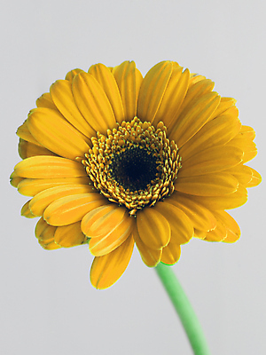 포토 JPG 해외이미지 식물 계절 꽃잎 꽃 백그라운드 잎 꽃무늬 패턴 공장 자연 발렌타인데이 사랑 이벤트 사람없음 장식 물 뷰티 노란색 머리 우주 정원 맑음 봄 젖음 물방울 이슬 작음 묘사 오브젝트 싱글 데이지 거베라 개성 블러 진짜 특별함 해외포토 자연요소 감정 컬러 컨셉 무늬 공업 데이이벤트 날씨 신체부위 크기 생태계 파일형식 이미지허브