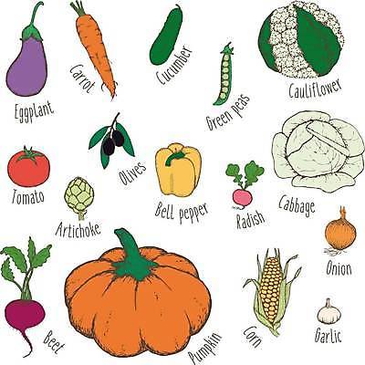 EPS 해외이미지 토마토 일러스트 호박 가지 양파 피망 오이 마늘 옥수수 사람없음 농작물 농사 당근 올리브 완두콩 양배추 비트 아티초크 컬리플라워 해외일러스트 열매 농업 채소 콩 곡류 뿌리채소 브로콜리 파일형식 벡터 이미지허브