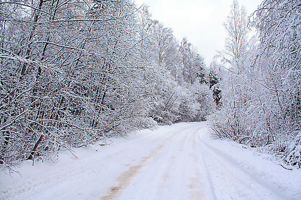 포토 JPG 해외이미지 나무 길 겨울 자연 사람없음 야외 눈 숲 가로수 해외포토 자연요소 식물 계절 날씨 생태계 파일형식 이미지허브