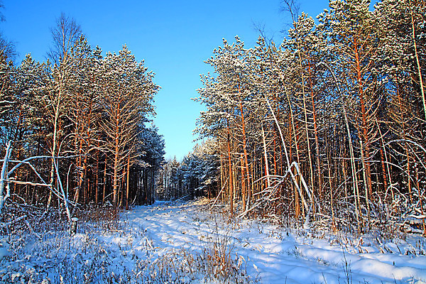 포토 JPG 해외이미지 나무 길 겨울 자연 하늘 사람없음 야외 눈 숲 가로수 해외포토 자연요소 식물 계절 날씨 생태계 파일형식 이미지허브