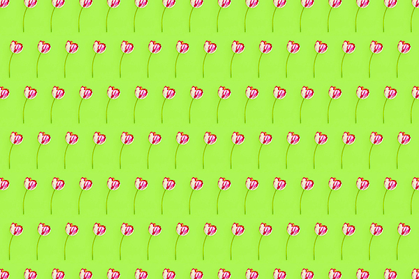 포토 JPG 해외이미지 식물 1 배너 꽃 포스터 분홍색 백그라운드 컨셉 잎 꽃무늬 패턴 자연 휴가 부활절 발렌타인데이 선물 사랑 사람없음 초록색 봄 튤립 벚꽃 흰색 축하 인사 신선 신용카드 다발 싱글 엽서 거짓말 고립 스타일 플랫레이 미니멀 해외포토 계절 기념일 감정 컬러 무늬 데이이벤트 금융 예절 플랫 편지 생태계 파일형식 이미지허브