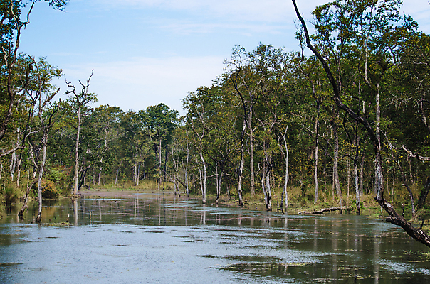 포토 JPG 해외이미지 나무 식물 아시아 도로 여행 백그라운드 낙엽 잎 자연 아침 산 사람없음 야외 초록색 태양 환경 침묵 트래킹 안개 성장 시골 소나무 숲 뿌리 장면 지역 굴곡 방법 파라다이스 해외포토 주간 자연요소 나라 길 컬러 교통시설 레저 날씨 소리 생태계 파일형식 이미지허브