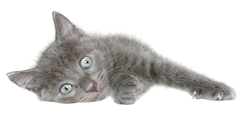 포토 JPG 해외이미지 동물 사람없음 반려동물 고양이 회색 작음 노려봄 고립 섬광 해외포토 컬러 포유류 표정 크기 파일형식 이미지허브