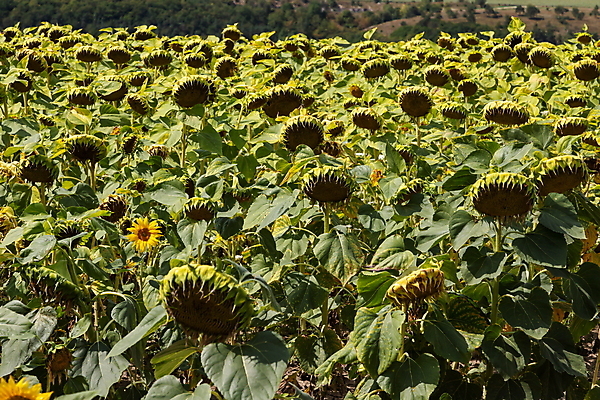 포토 JPG 해외이미지 식물 계절 꽃 음식 줄기 백그라운드 잎 꽃무늬 밭 농업 자연 해바라기 건조 씨앗 풍경 초원 사람없음 야외 초록색 여름 파란색 태양 농장 노란색 머리 정원 검은색 일몰 수확 성장 벚꽃 가을 시골 죽음 원형 기름 유기농 내추럴 밭일 숙성 세련 해외포토 자연요소 도형 웰빙 산업 컬러 무늬 신체부위 노을 생태계 파일형식 이미지허브