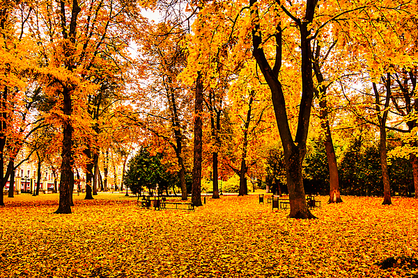 포토 JPG 해외이미지 주간 공원 단풍 낙엽 단풍나무 사람없음 야외 주황색 해외포토 자연요소 나무 공공시설 컬러 잎 파일형식 이미지허브