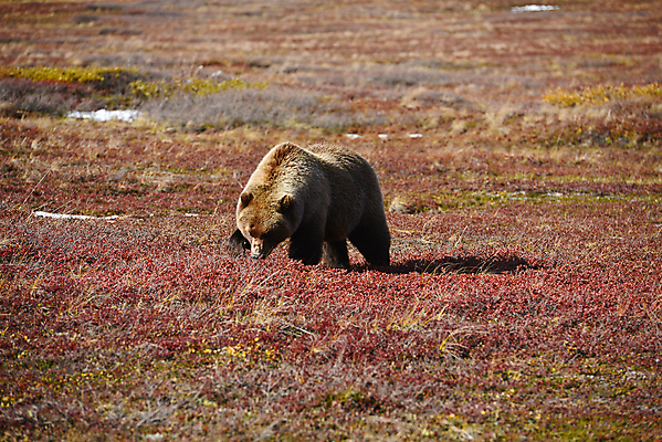 포토 JPG 해외이미지 주간 한마리 야생동물 곰 초원 사람없음 야외 가을 해외포토 자연요소 동물 1 계절 포유류 파일형식 이미지허브