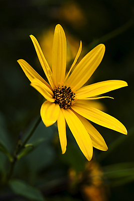 포토 JPG 해외이미지 식물 계절 꽃 꽃다발 백그라운드 꽃무늬 밭 농업 오렌지 자연 프레임 그림자 선물 사람없음 장식 초록색 빛 노란색 머리 정원 농사 성장 벚꽃 오브젝트 싱글 데이지 깊이 밭일 해외포토 산업 컬러 무늬 과일 신체부위 생태계 파일형식 이미지허브