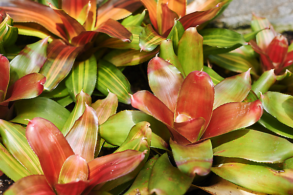 포토 JPG 해외이미지 식물 꽃 벽 분홍색 백그라운드 컨셉 잎 꽃무늬 농업 비즈니스 자연 주택 미술 사람없음 내부 장식 빨간색 초록색 컬러풀 정원 방 미니어처 회색 성장 벚꽃 흰색 자주색 제비꽃 책상 그림 원예 고립 이국적 해외포토 산업 컬러 가구 무늬 문화예술 취미 건물 모형 생태계 파일형식 이미지허브