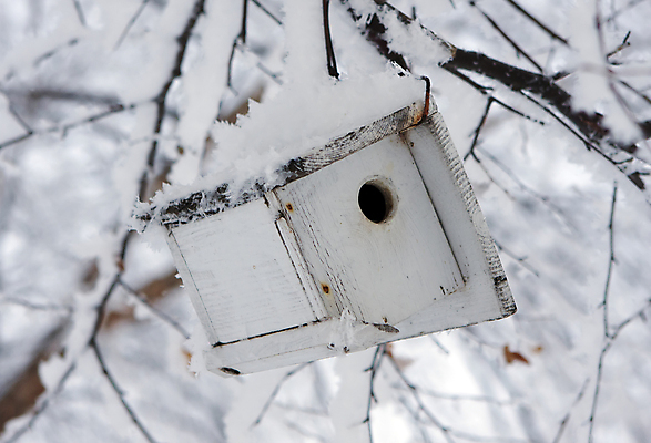 포토 JPG 해외이미지 동물 야생동물 겨울 자연 조류 지붕 날씨 주택 취미 사람없음 야외 목재 장식 여름 상자 둥지 작음 오브젝트 새장 특별함 핸드메이드 해외포토 나무 계절 컨셉 재료 건물 크기 생태계 케이지 파일형식 이미지허브