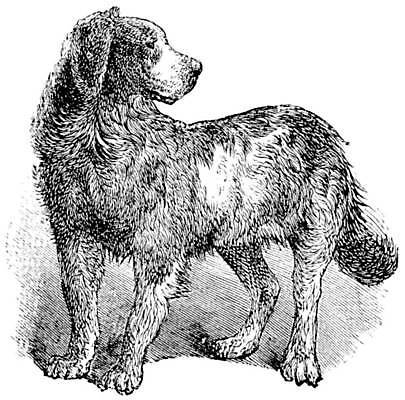 EPS 해외이미지 일러스트 사람없음 빈티지 판화 뉴펀들랜드 해외일러스트 컨셉 미술 개 파일형식 벡터 이미지허브