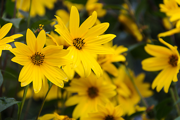 포토 JPG 해외이미지 주간 줄기 잎 꽃밭 해바라기 사람없음 야외 아웃포커스 해외포토 자연요소 식물 꽃 촬영기법 파일형식 이미지허브