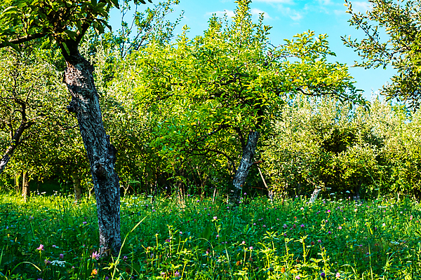 포토 JPG 해외이미지 나무 백인 라이프스타일 드레스 꽃 행복 어린이 음식 과일 가족 자연 놀이 건강 사람 사람없음 야외 초록색 농장 바구니 정원 봄 수확 벚꽃 아기 신선 개화 체리 사과 과수원 원예 걸음마 돌봄 뒤뜰 해외포토 서양인 식물 옷 계절 감정 컬러 농업 관계 모션 취미 생활 생태계 파일형식 이미지허브