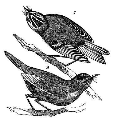 EPS 해외이미지 동물 척추동물 야생동물 2 일러스트 자연 조류 미술 초원 야외 검은색 수확 골동품 흰색 스케치 깃털 그림 생물학 판화 내추럴 금잔화 동물상 옛날 해외일러스트 교육 꽃 컬러 농업 문화예술 조형물 생태계 파일형식 벡터 이미지허브