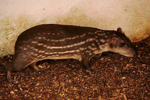 포토 JPG 해외이미지 동물 척추동물 야생동물 패턴 포유류 파충류 아프리카 자연 하늘 초식동물 바람 생물 동물원 풍경 초원 사람없음 초록색 여름 줄무늬 다양 황무지 승차 설치류 생물학 얼룩말 내추럴 동물상 보호구역 사바나 전국 초식 해외포토 자연요소 계절 교육 나라 컬러 다수 무늬 모션 날씨 조형물 말_동물 생태계 구역 파일형식 이미지허브