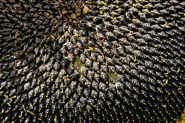 포토 JPG 해외이미지 식물 꽃 음식 백그라운드 패턴 농업 오렌지 재료 자연 추상 해바라기 건조 건강 씨앗 사람없음 가로 여름 태양 노란색 검은색 수확 신선 그룹 닫기 기름 낟알 묘사 유기농 질감 날것 비타민 내추럴 단백질 신맛 채식주의자 비건 해외포토 자연요소 웰빙 계절 산업 컬러 무늬 과일 모션 맛 생태계 채식 영양소 파일형식 이미지허브