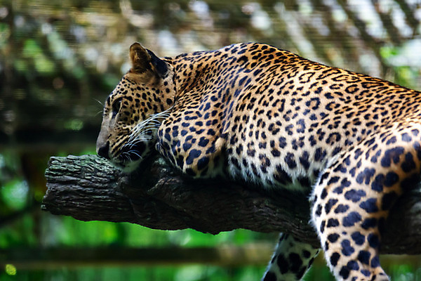 포토 JPG 해외이미지 주간 한마리 야생동물 엎드리기 아프리카 자연 동물원 사람없음 야외 아웃포커스 나뭇가지 맹수 표범 해외포토 자연요소 나무 동물 1 나라 포유류 모션 촬영기법 생태계 파일형식 이미지허브