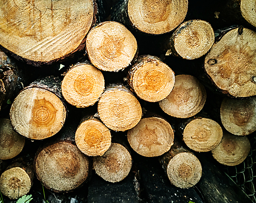 포토 JPG 해외이미지 나무 산업 벽 백그라운드 겨울 패턴 자연 불 추상 사람없음 야외 목재 쌓기 환경 에너지 시골 소나무 뜨거움 원형 거친 주식 숲 큼 장작 자르기 묘사 벽난로 질감 날것 통나무 연료 잡동사니 흙더미 내추럴 벌목 생태학 수목 옛날 개조 해외포토 자연요소 도형 식물 계절 교육 무늬 재료 모션 금융 흙 크기 생태계 파일형식 더미 이미지허브